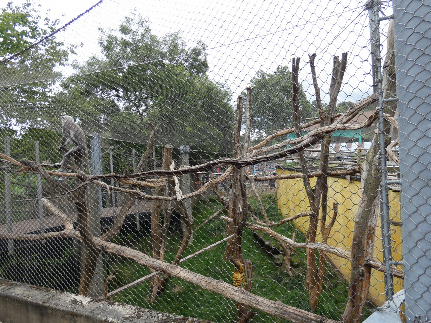 Hanuman langur outdoor enclosure