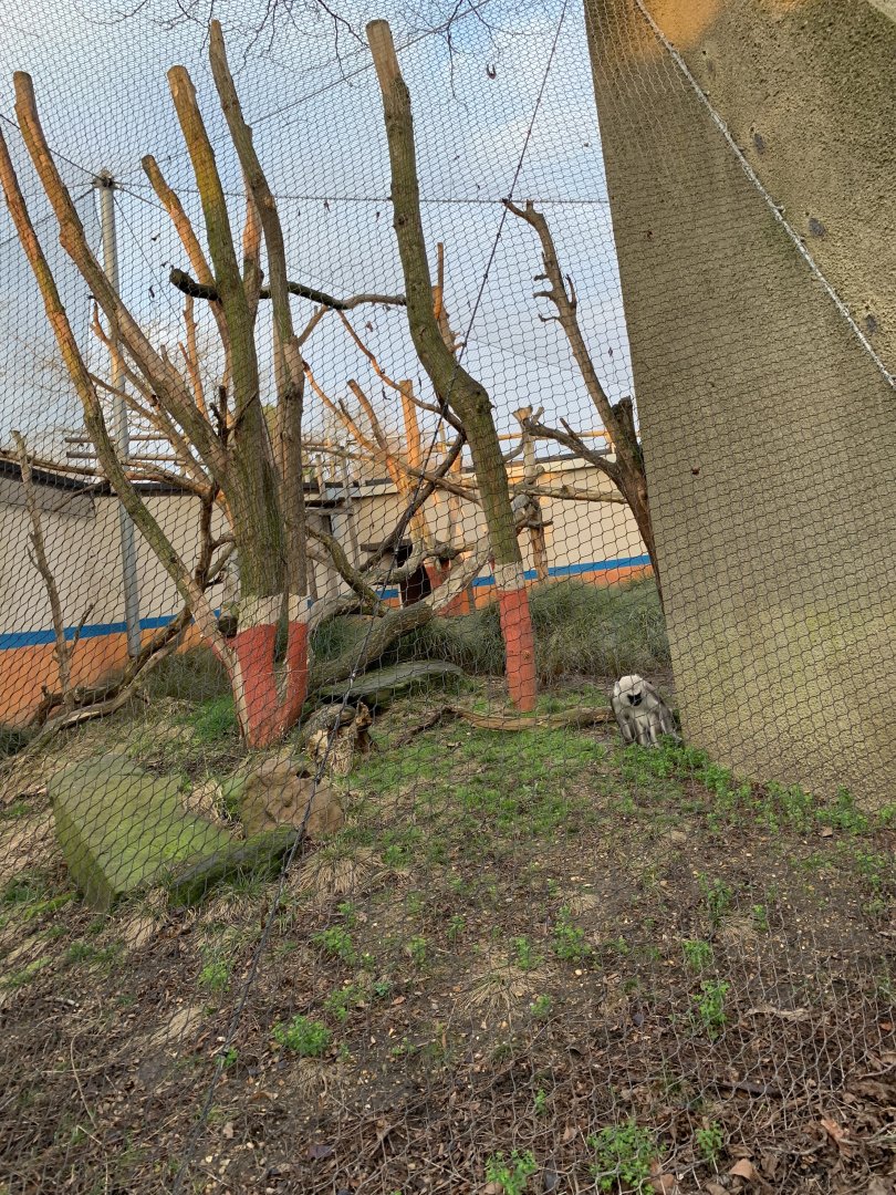 Hanuman Langur Outdoor Exhibit (One of Many)