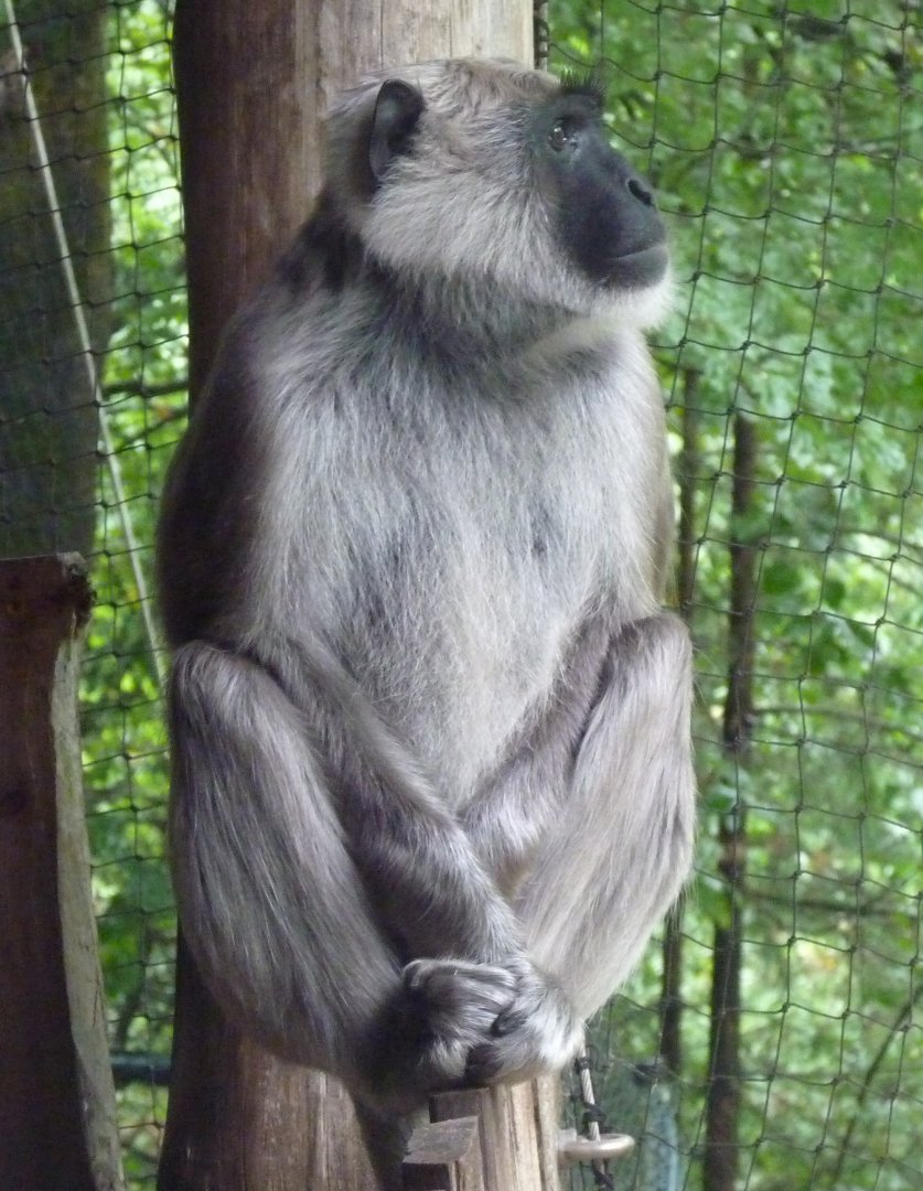 Hanuman langur (Presbytis entellus)