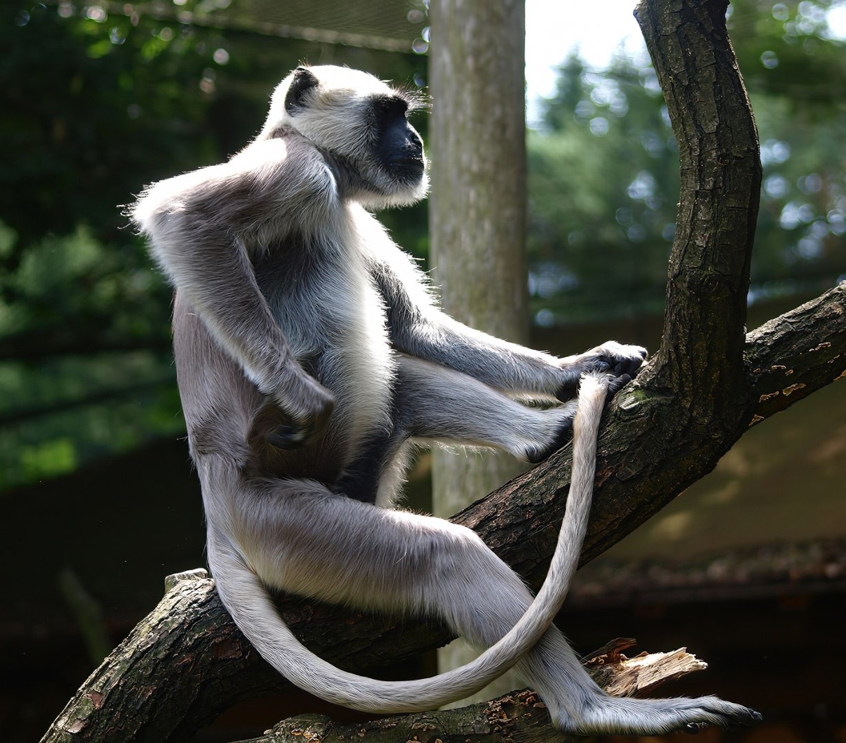 Hanuman langur (Semnopithecus entellus), 2015-08-01