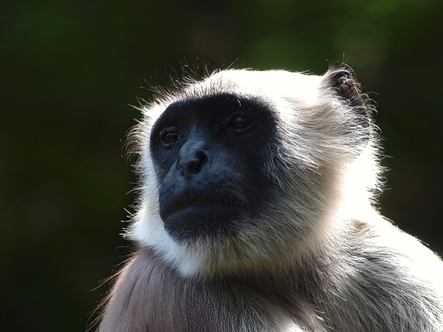 Hanuman langur (Semnopithecus entellus), 2015-08-01