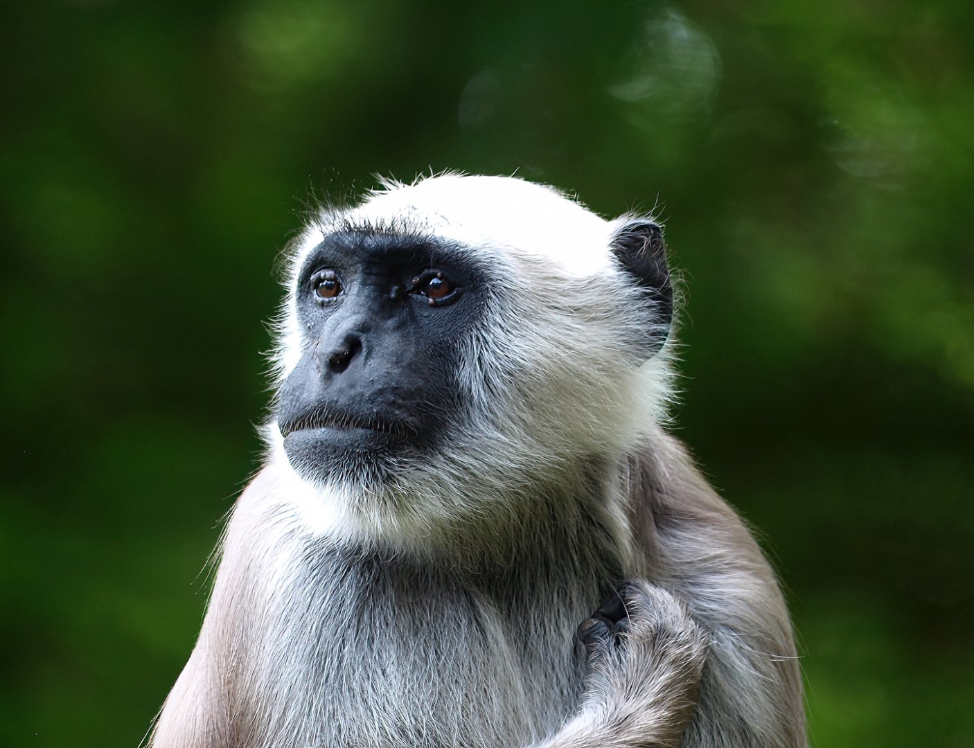 Hanuman langur (Semnopithecus entellus), 2015-08-01