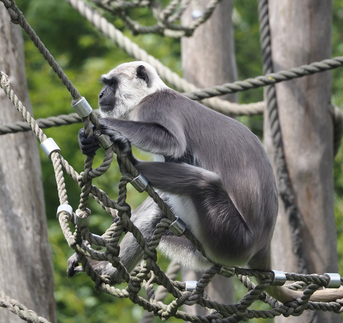 Hanuman langur  (Semnopithecus entellus), 2024-08-05