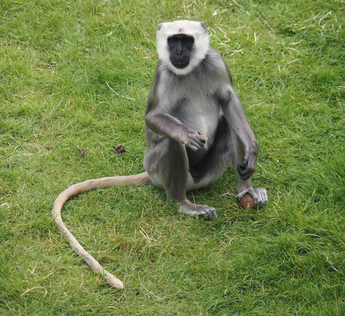Hanuman langur (Semnopithecus entellus), 2024-08-05