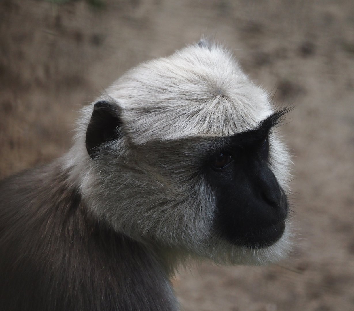 Hanuman langur (Semnopithecus entellus), 2024-08-18
