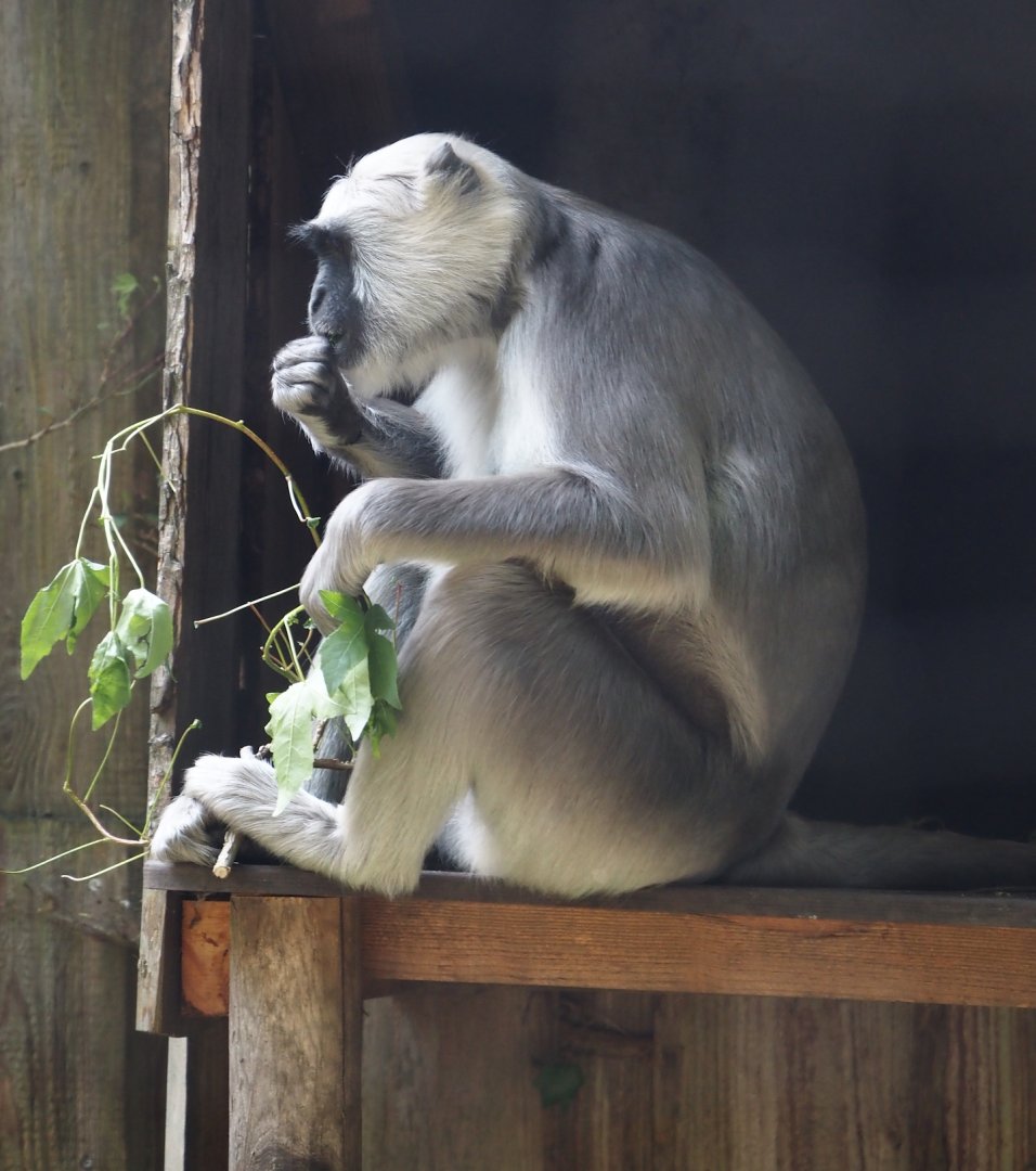 Hanuman langur (Semnopithecus entellus), 2024-08-18