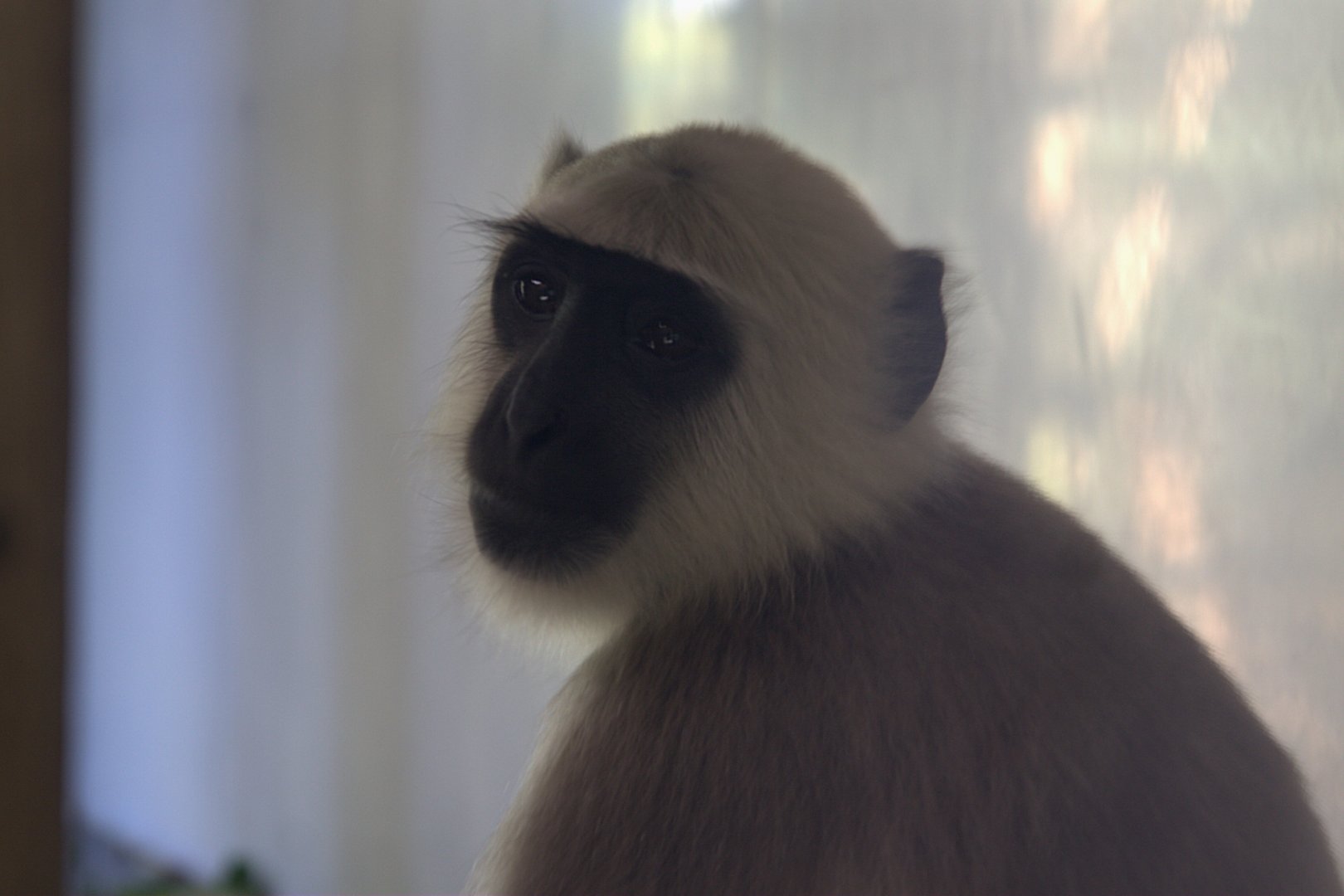 Hanuman Langur (Semnopithecus entellus), 25-08-25