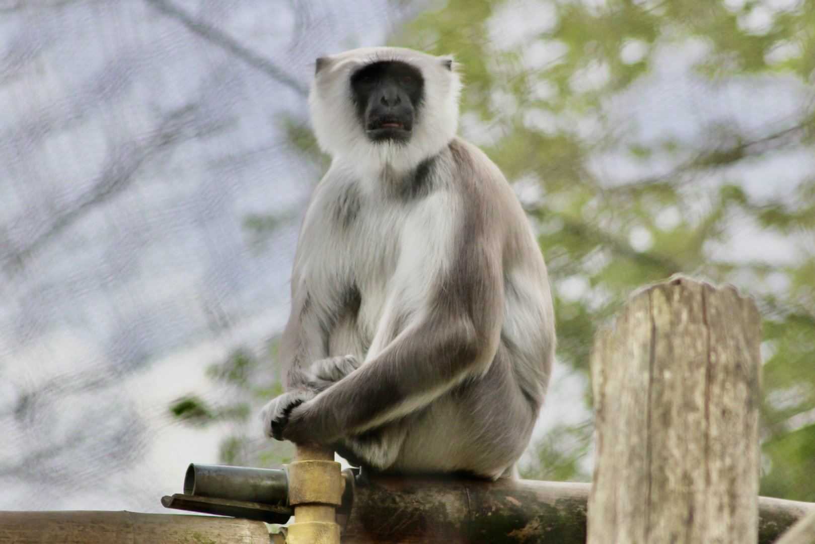 Hanuman langur (Semnopithecus entellus) at London Zoo, April 2024