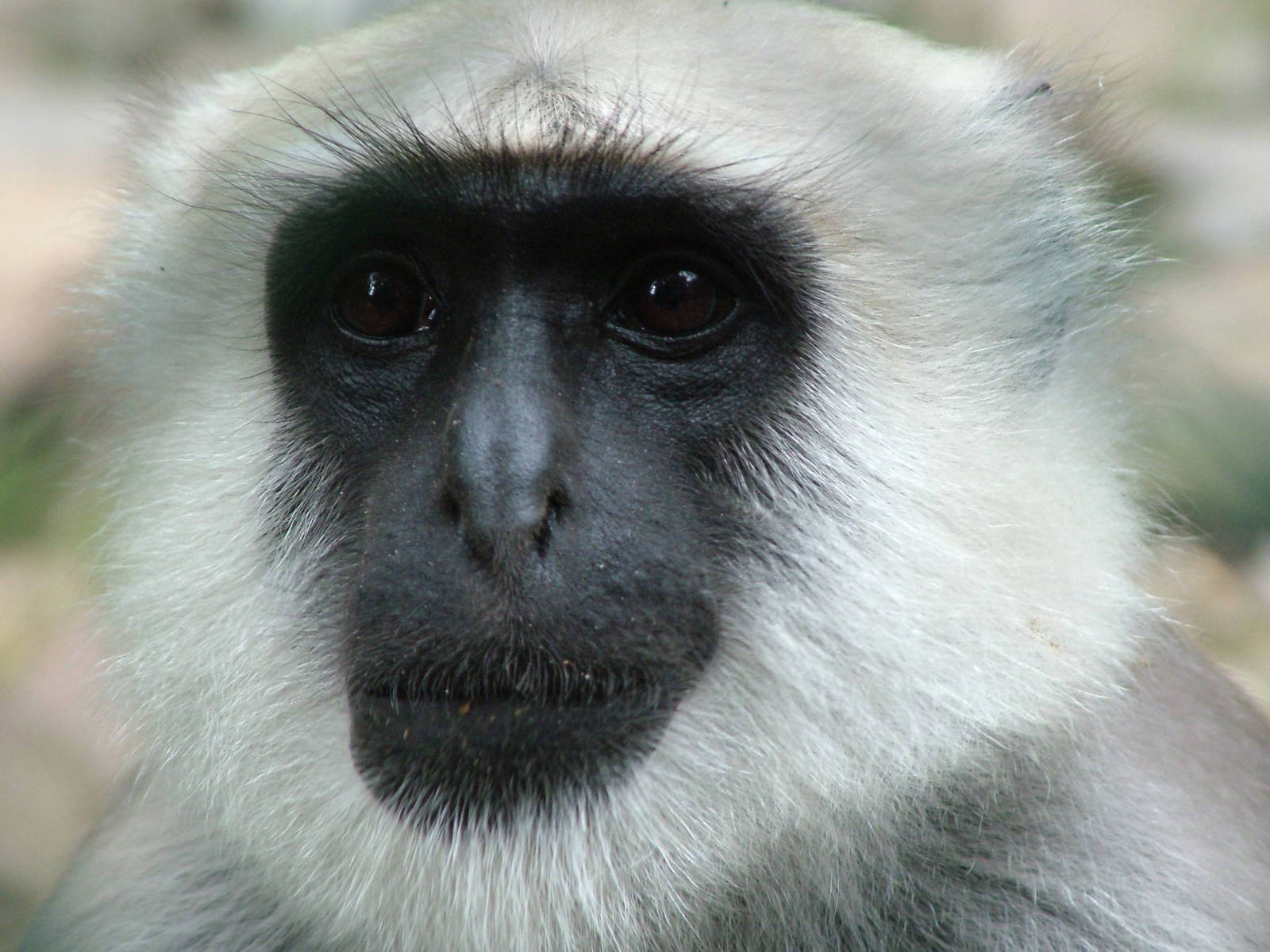 Hanuman Langur (Semnopithecus entellus) at Serengetipark Hodenhagen