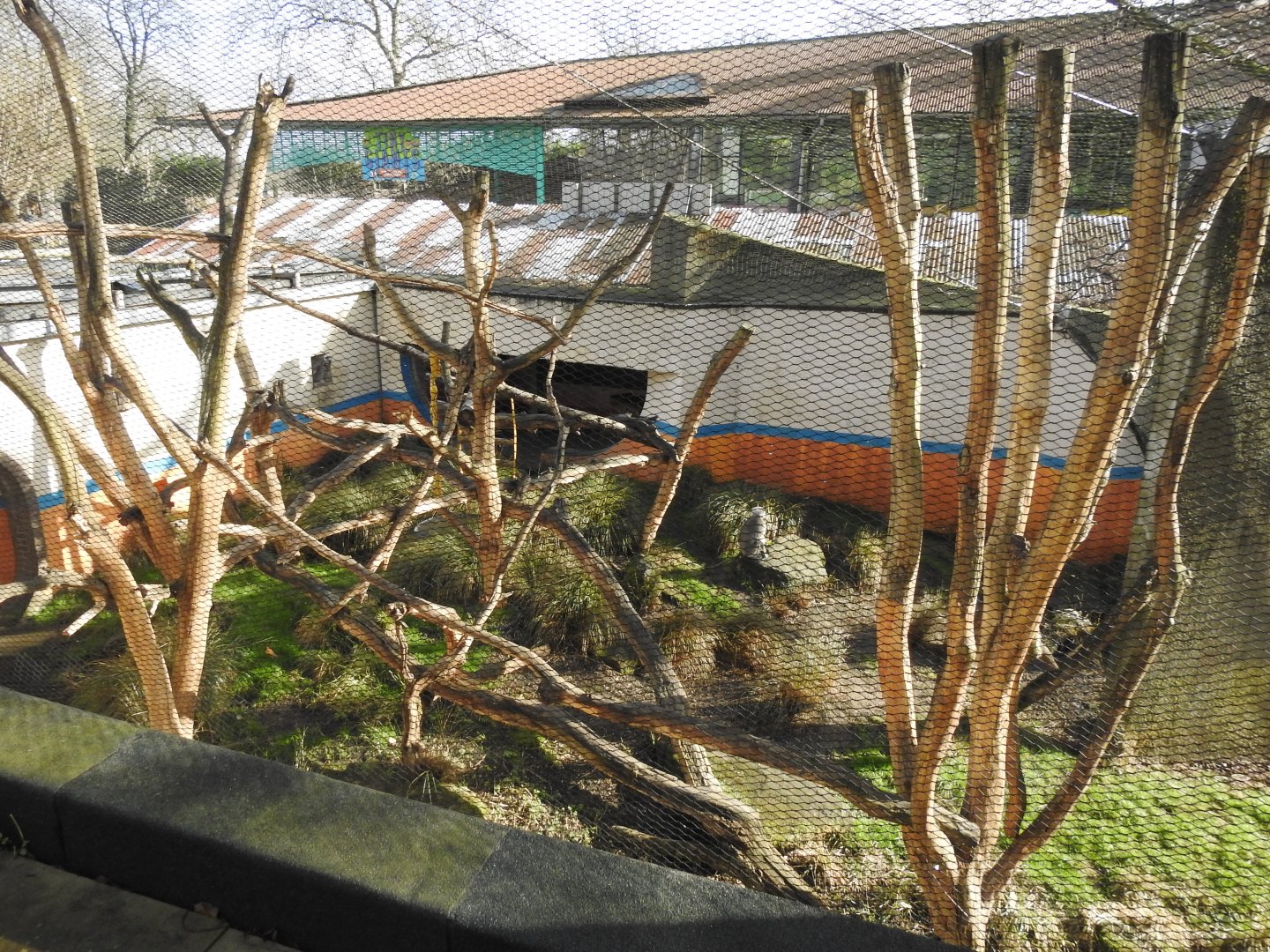Hanuman Langur (Semnopithecus entellus) Outdoor Enclosure
