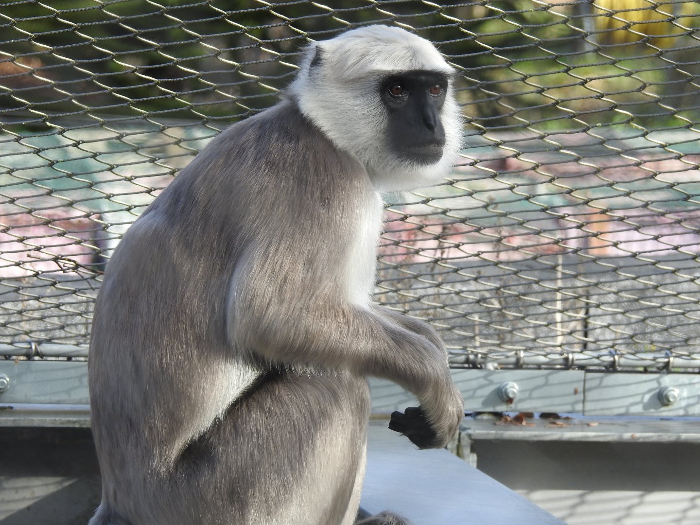Hanuman Langur (Semnopithecus entellus)