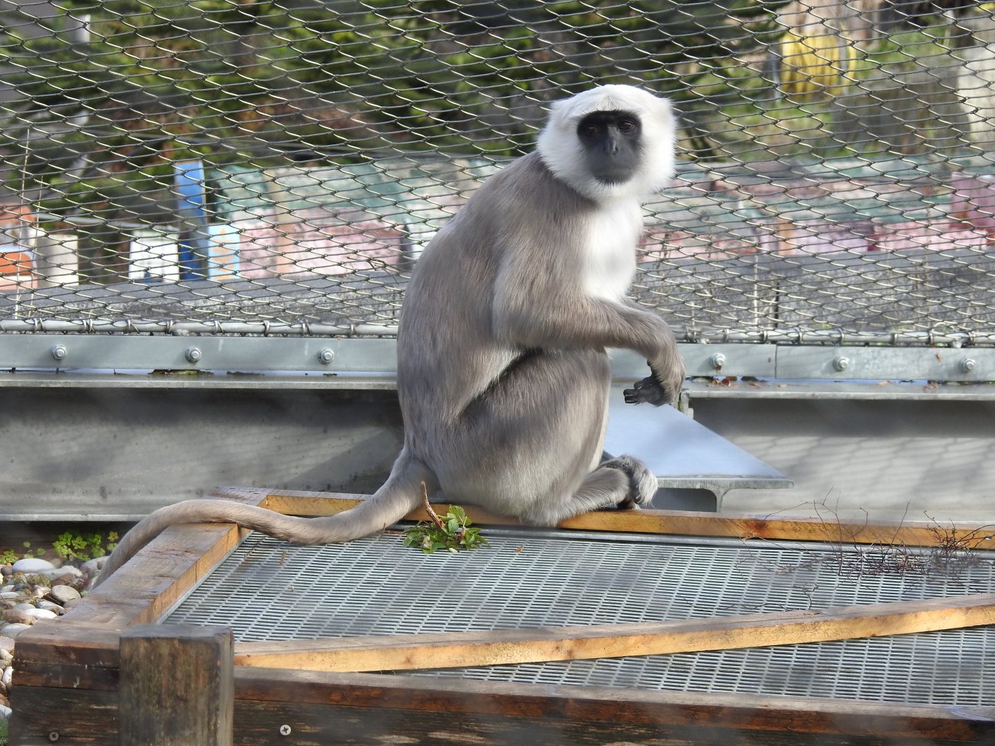 Hanuman Langur (Semnopithecus entellus)