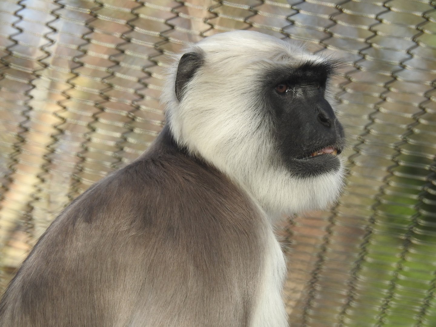 Hanuman Langur (Semnopithecus entellus)