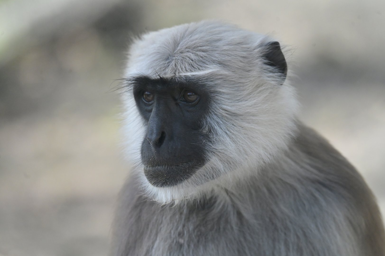 Hanuman langur (Semnopithecus entellus)