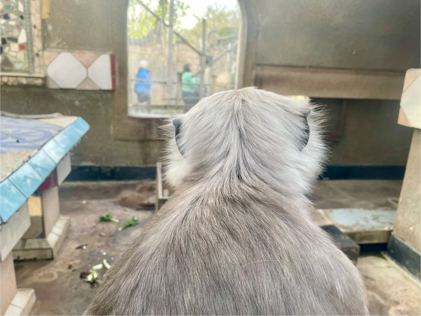 Hanuman Langur, Semnopithecus entellus