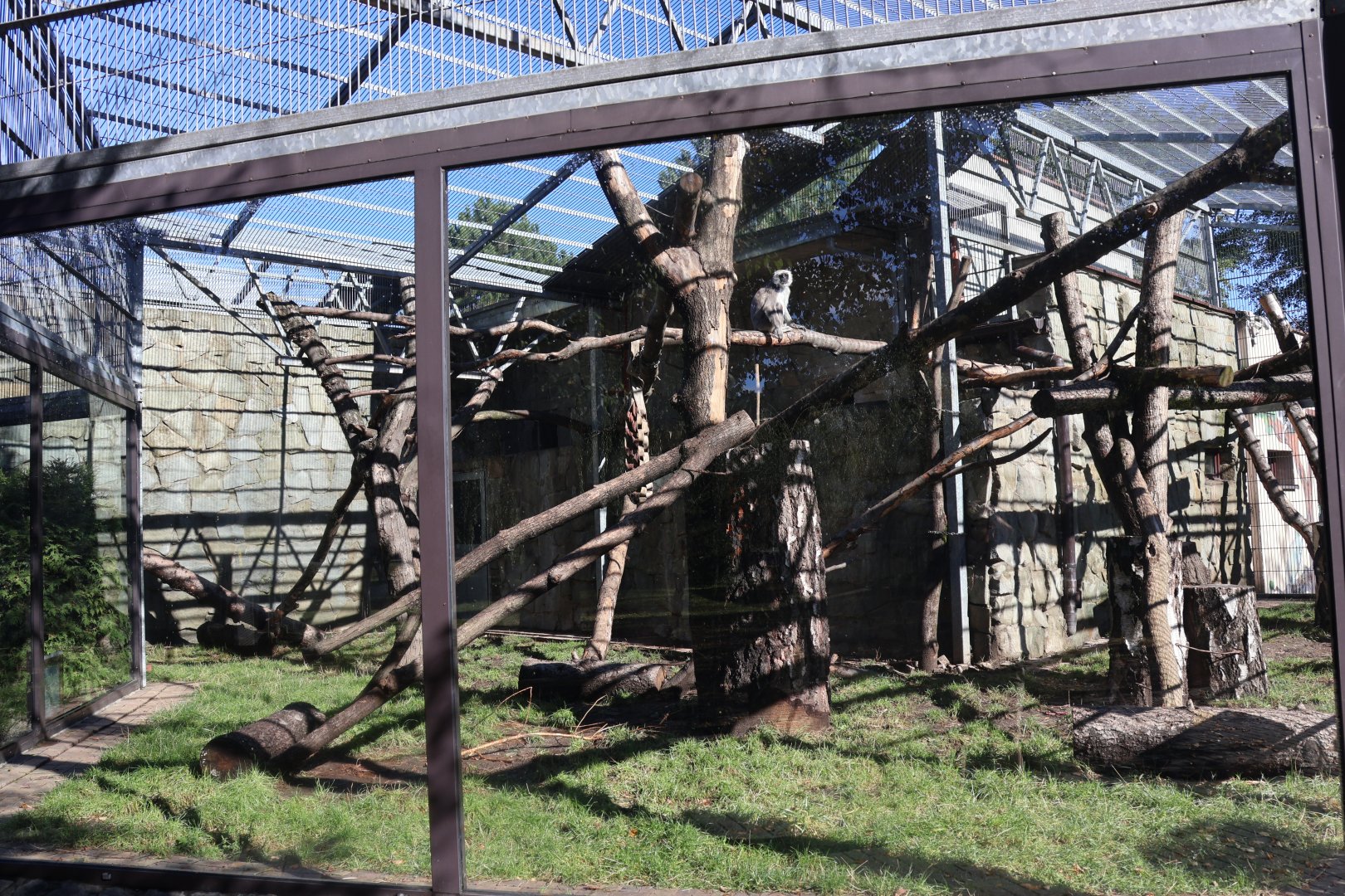 Hanuman Langur (Semnopithecus entellus)