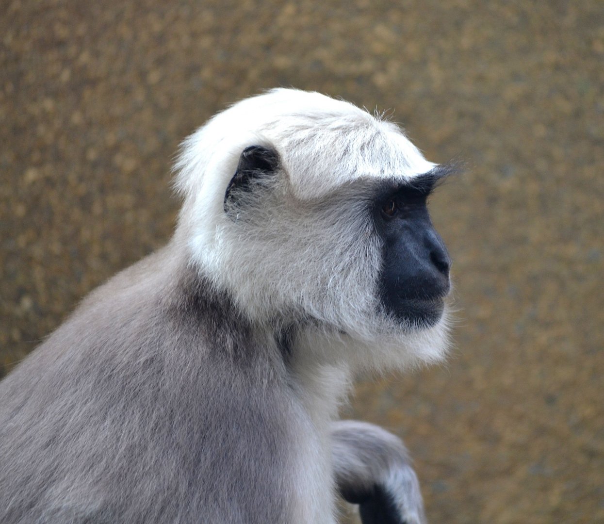 Hanuman Langur - September 2016