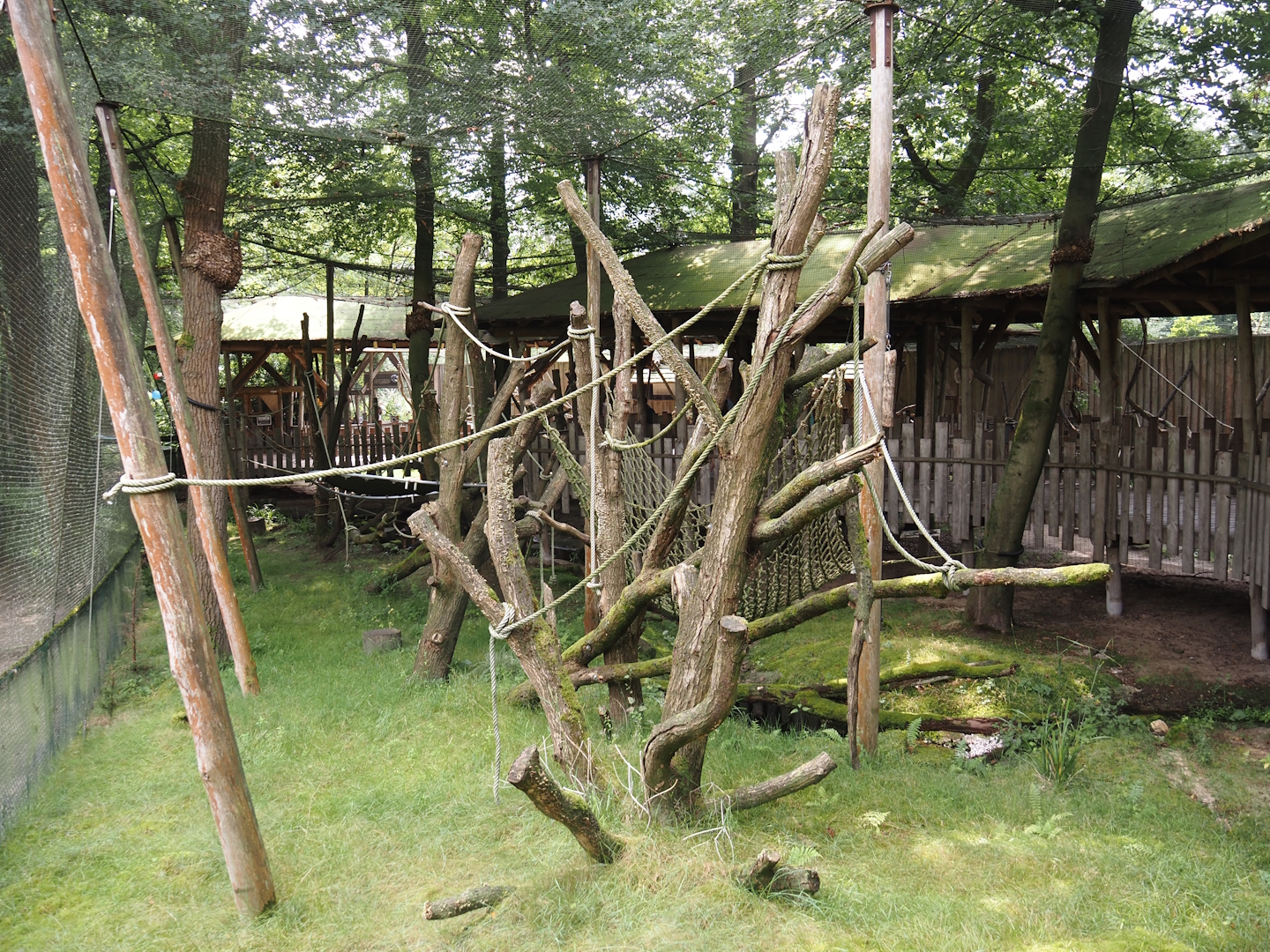 Hanuman langur walk-through exhibit, 2024-08-18