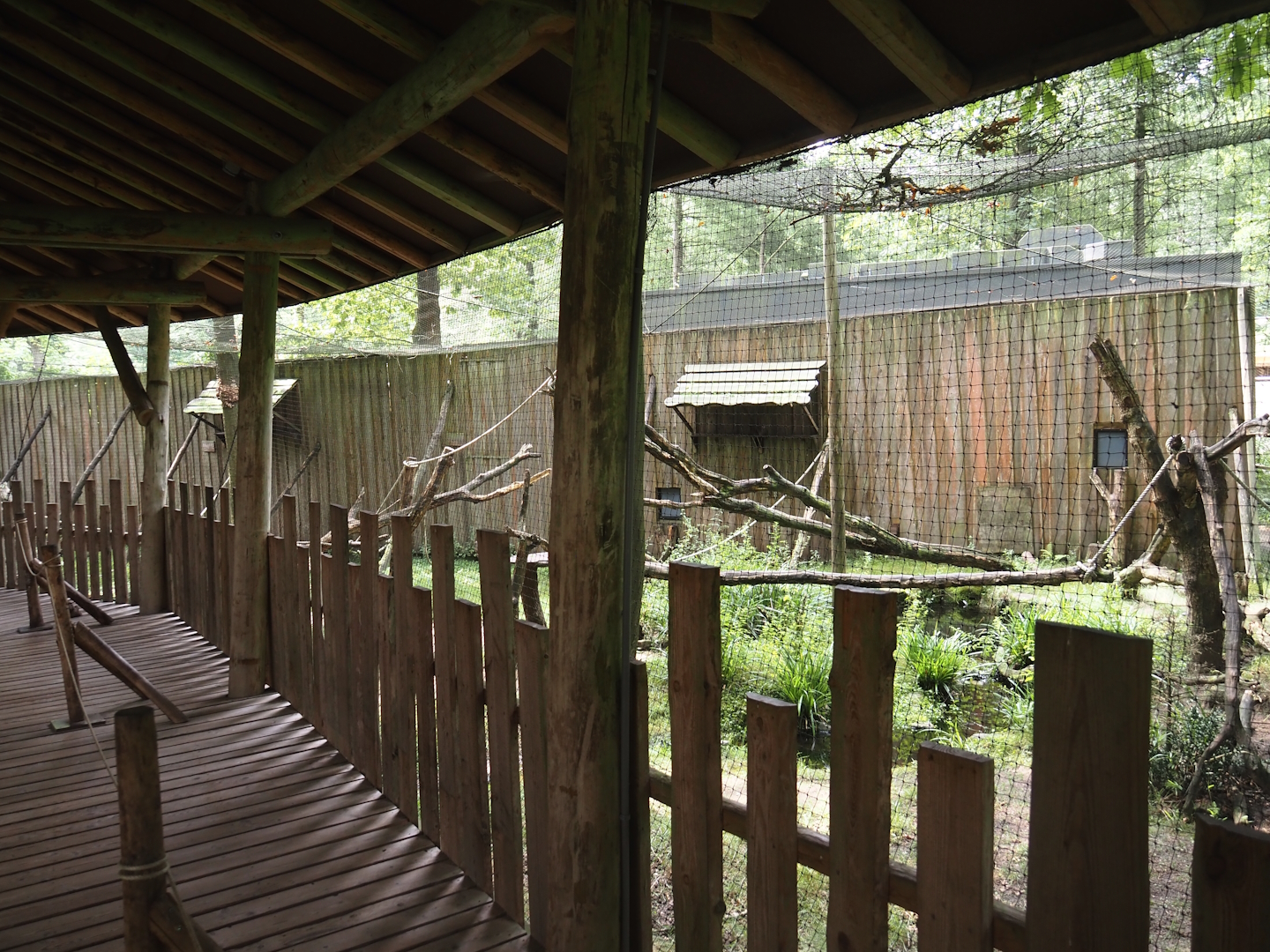 Hanuman langur walk-through exhibit, 2024-08-18