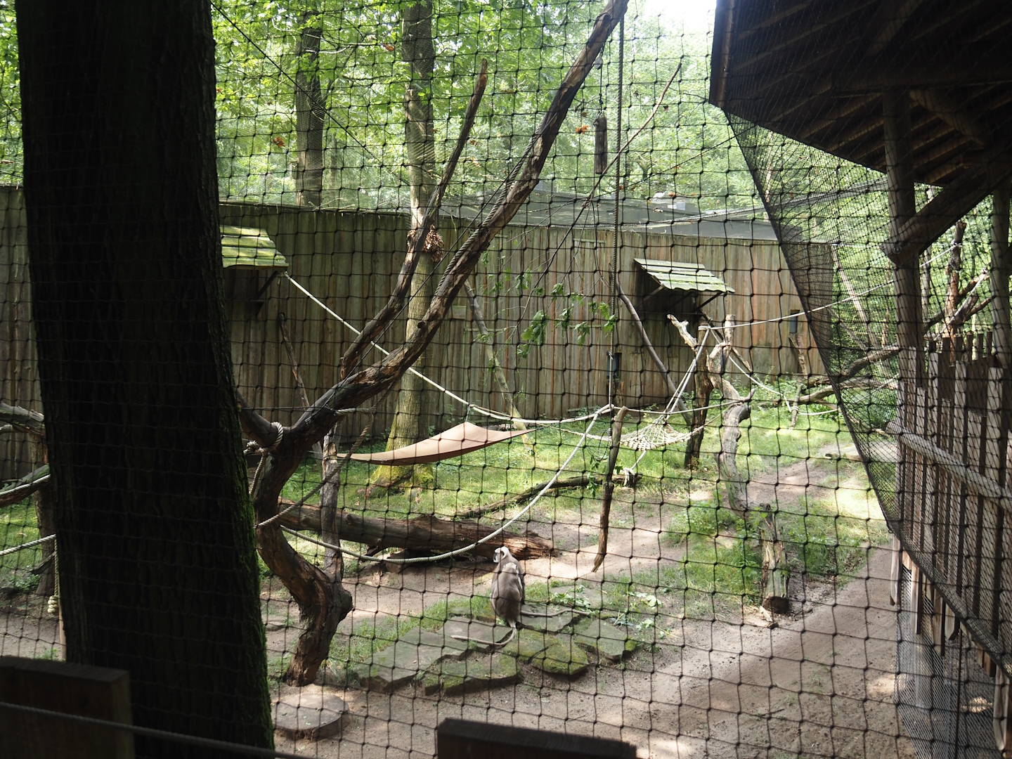 Hanuman langur walk-through exhibit, 2024-08-18