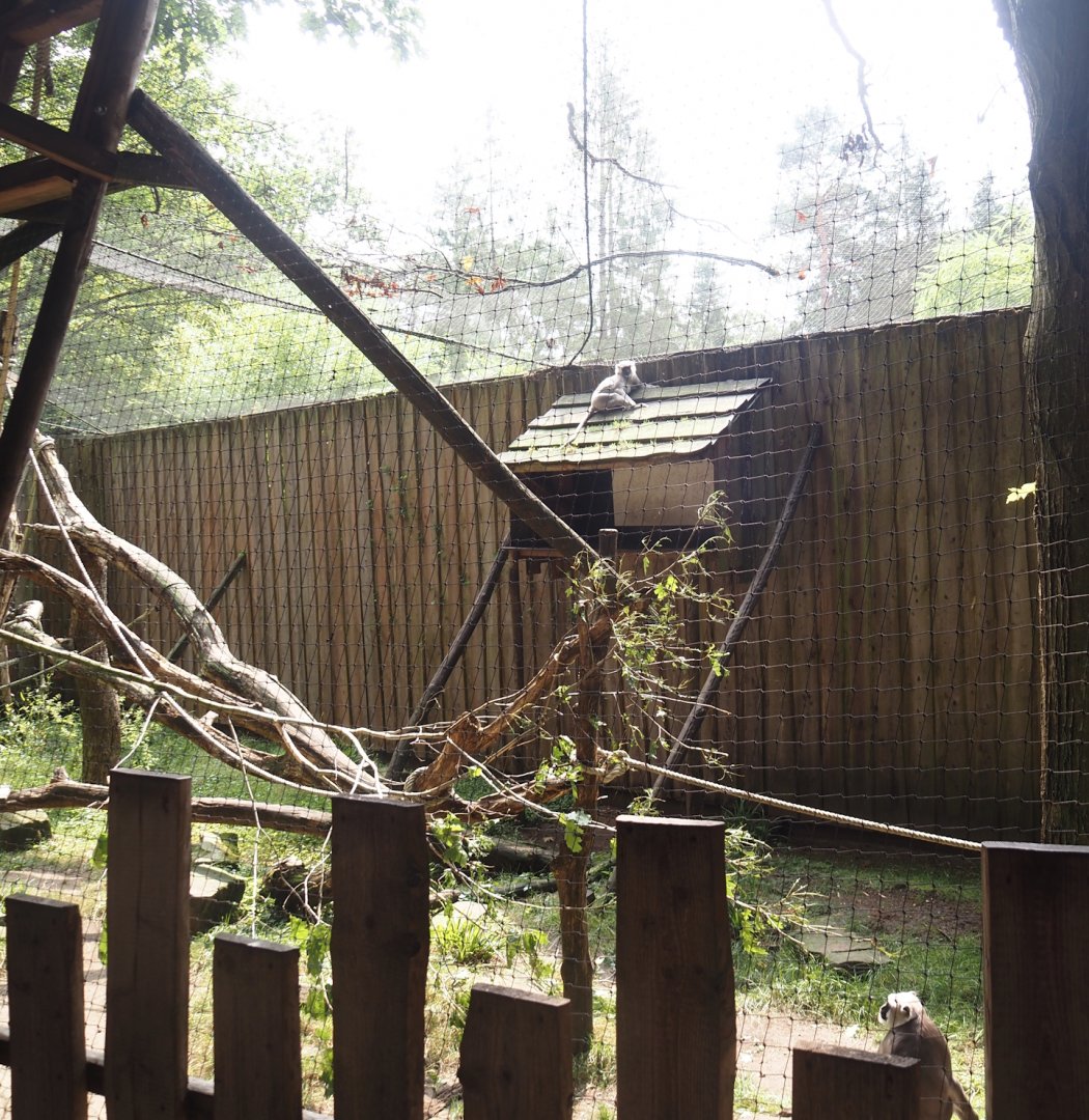 Hanuman langur walk-through exhibit, 2024-08-18