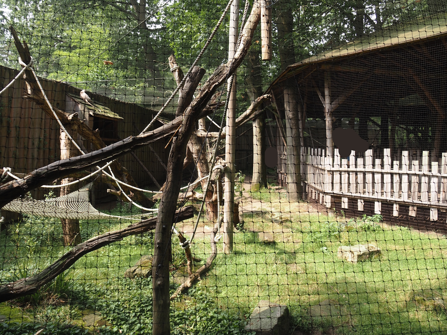 Hanuman langur walk-through exhibit, 2024-08-18