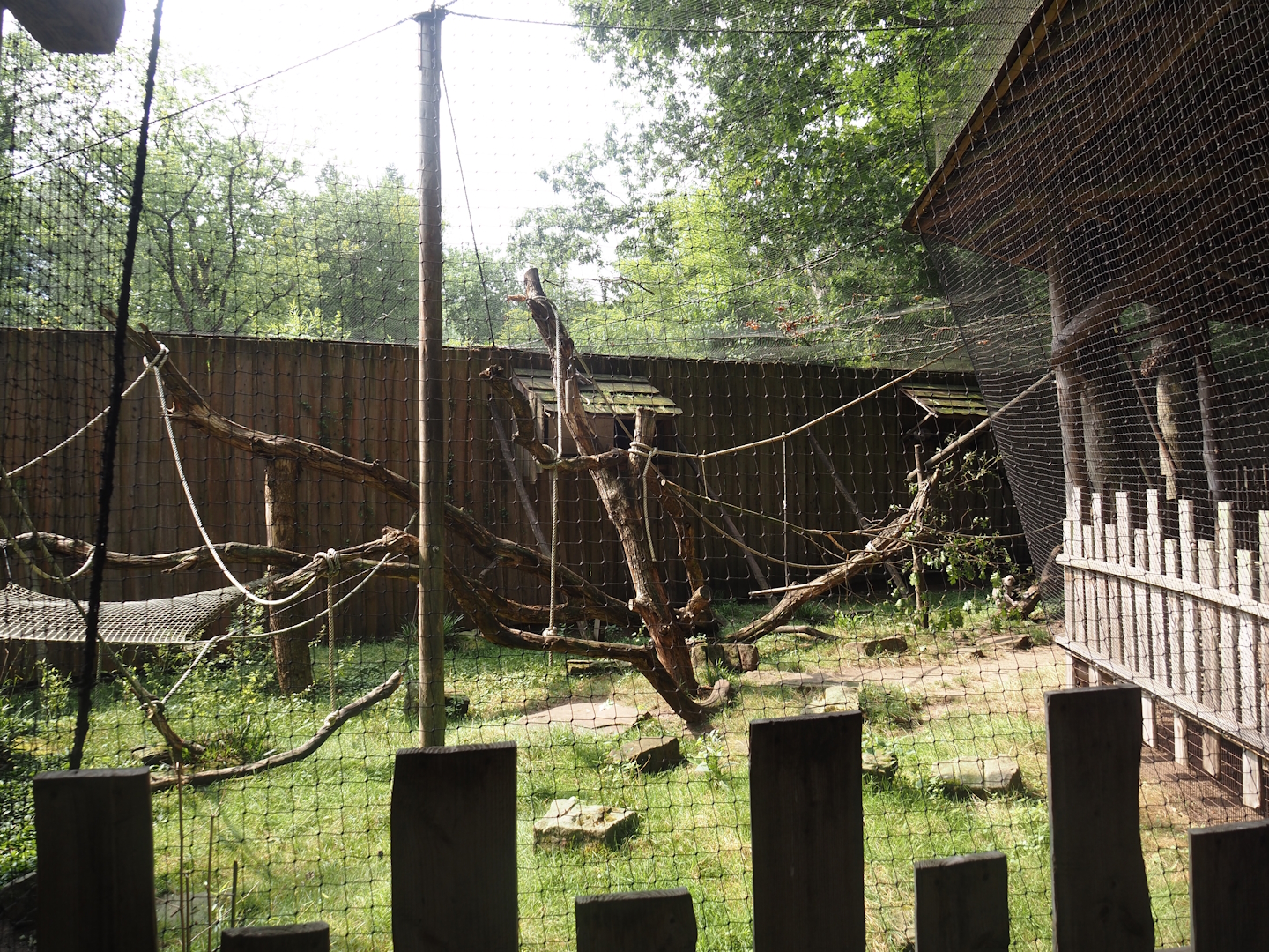 Hanuman langur walk-through exhibit, 2024-08-18