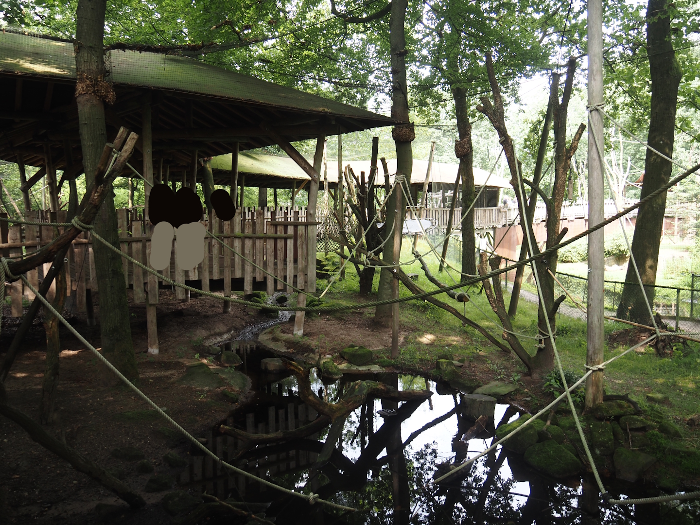 Hanuman langur walk-through exhibit with covered visitor boardwalk, 2024-08-18