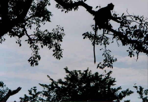 Hanuman Langur - Yala National Park