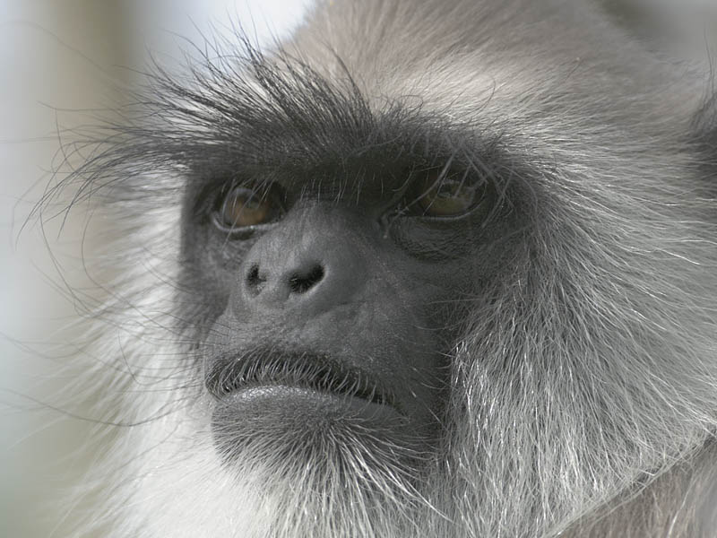 Hanuman Langur