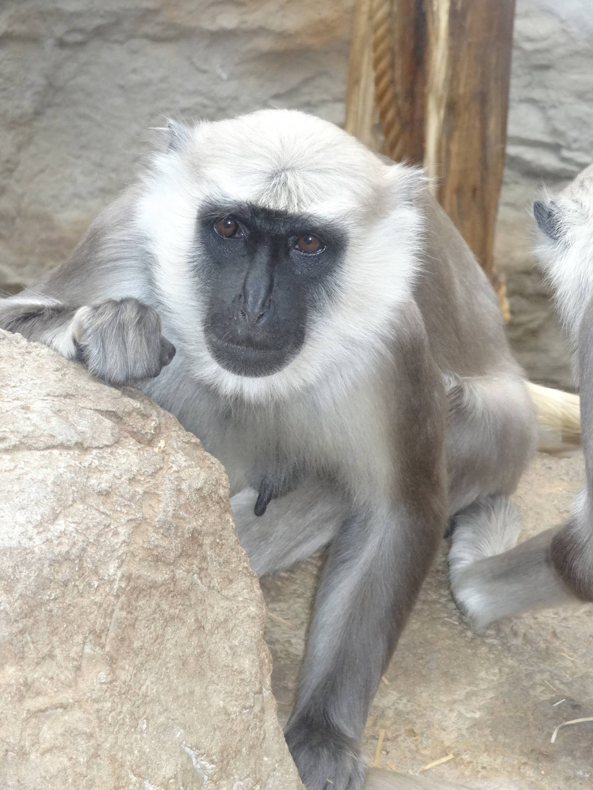 Hanuman langur