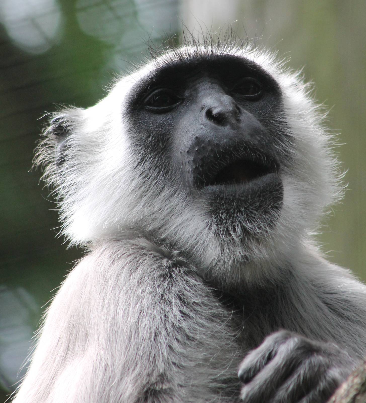Hanuman langur