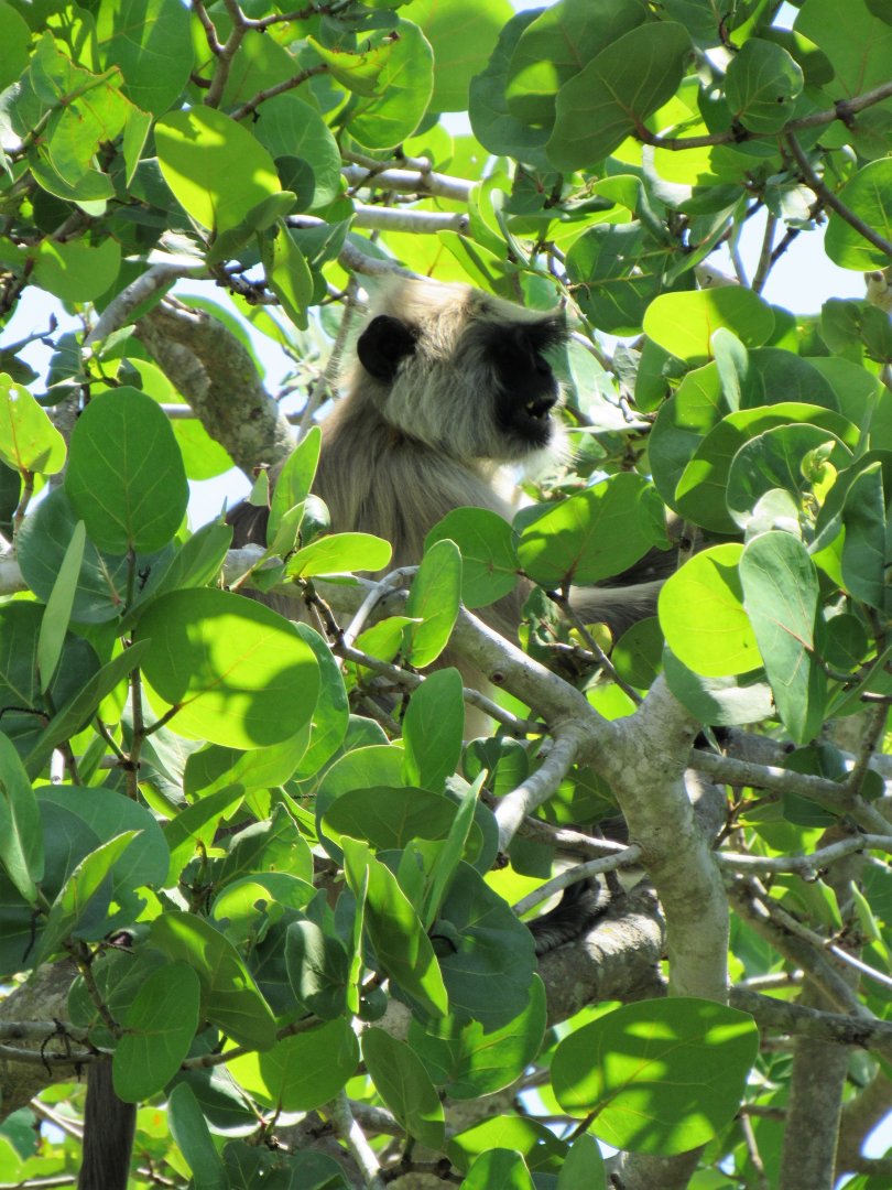 Hanuman Langur