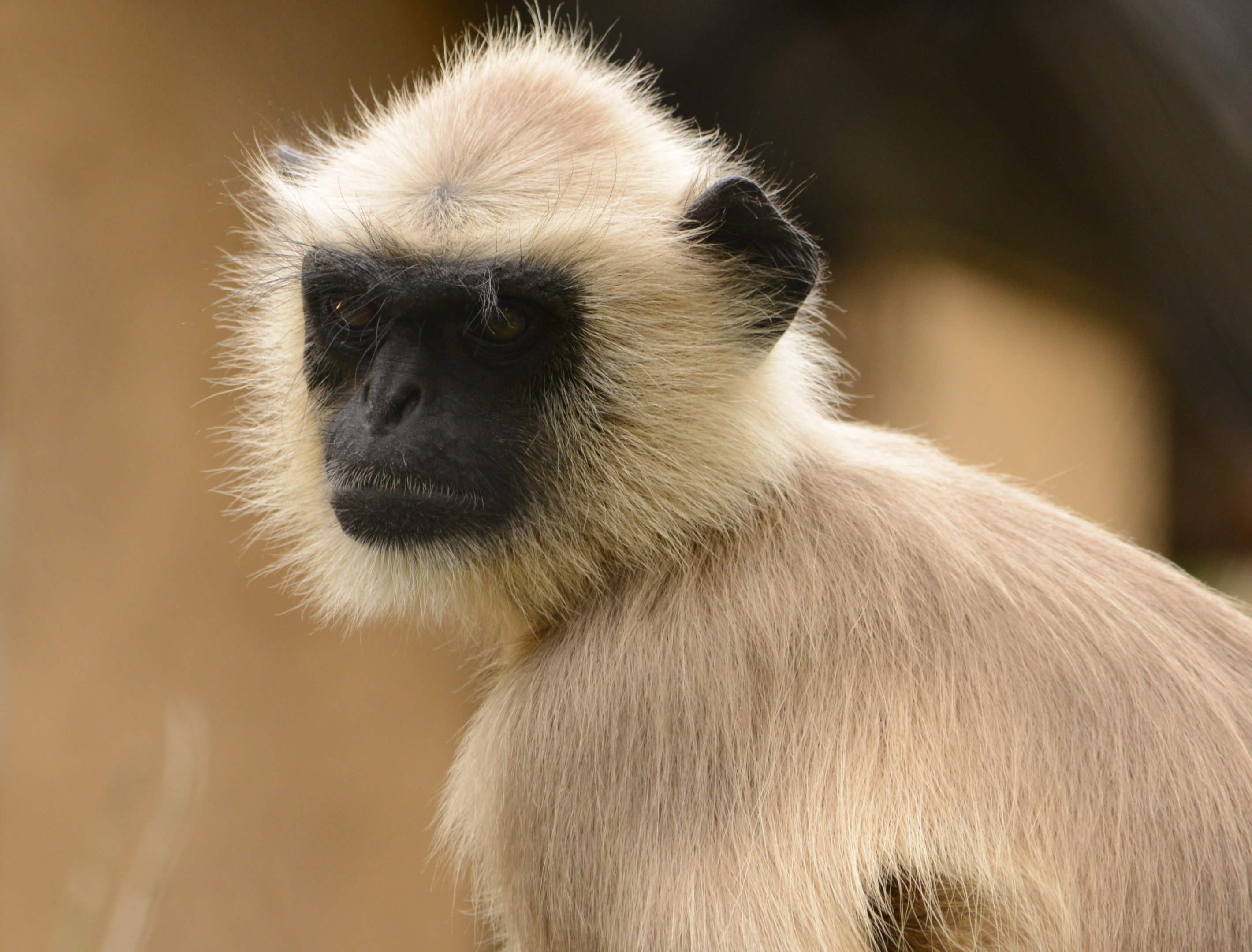 Hanuman langur