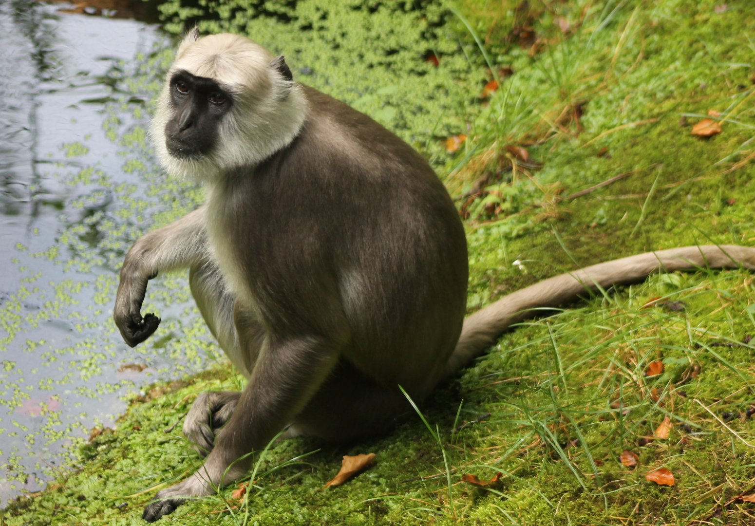 Hanuman langur
