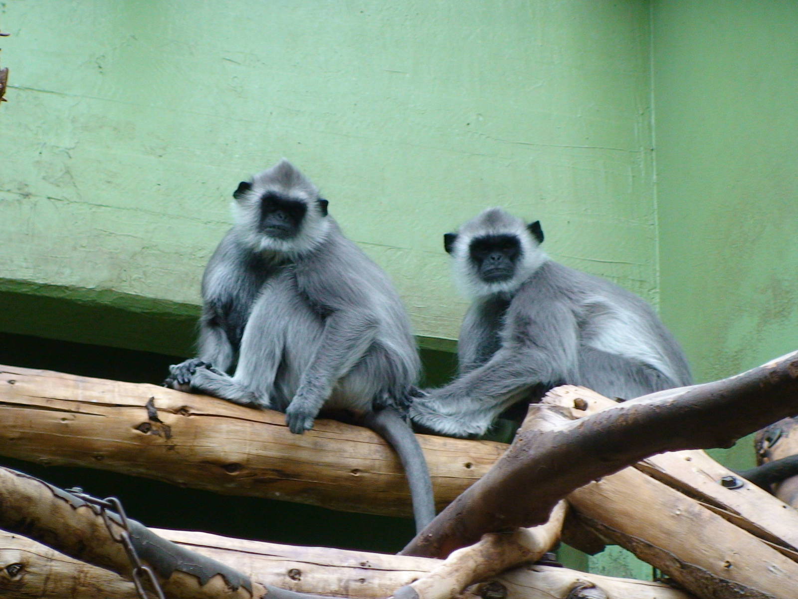 Hanuman langur