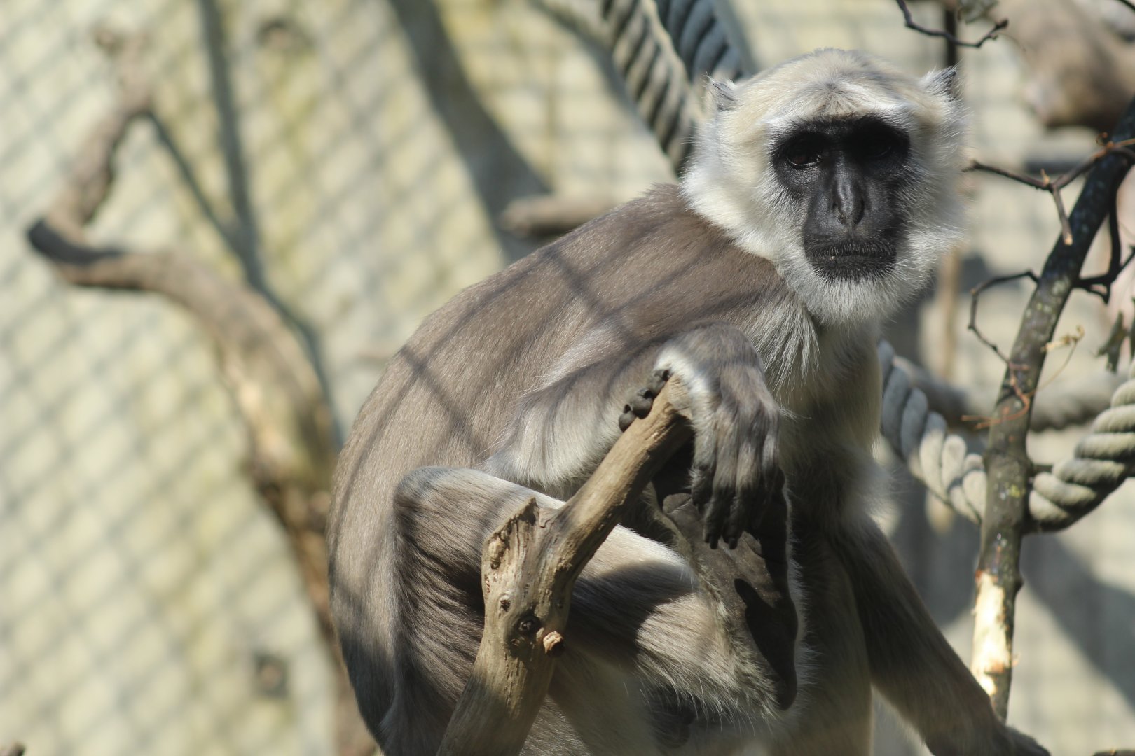 Hanuman Langur