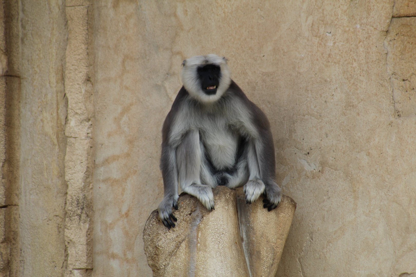Hanuman Langur