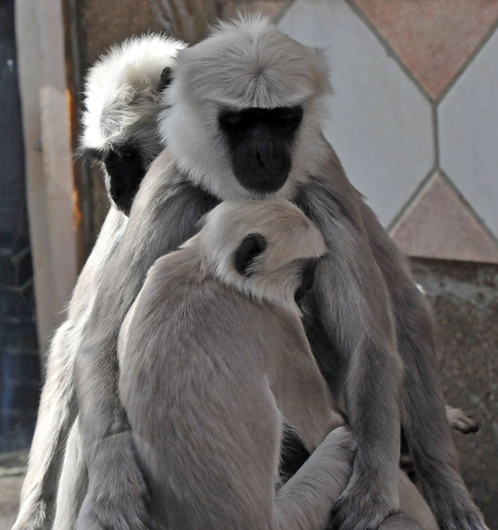 Hanuman Langur