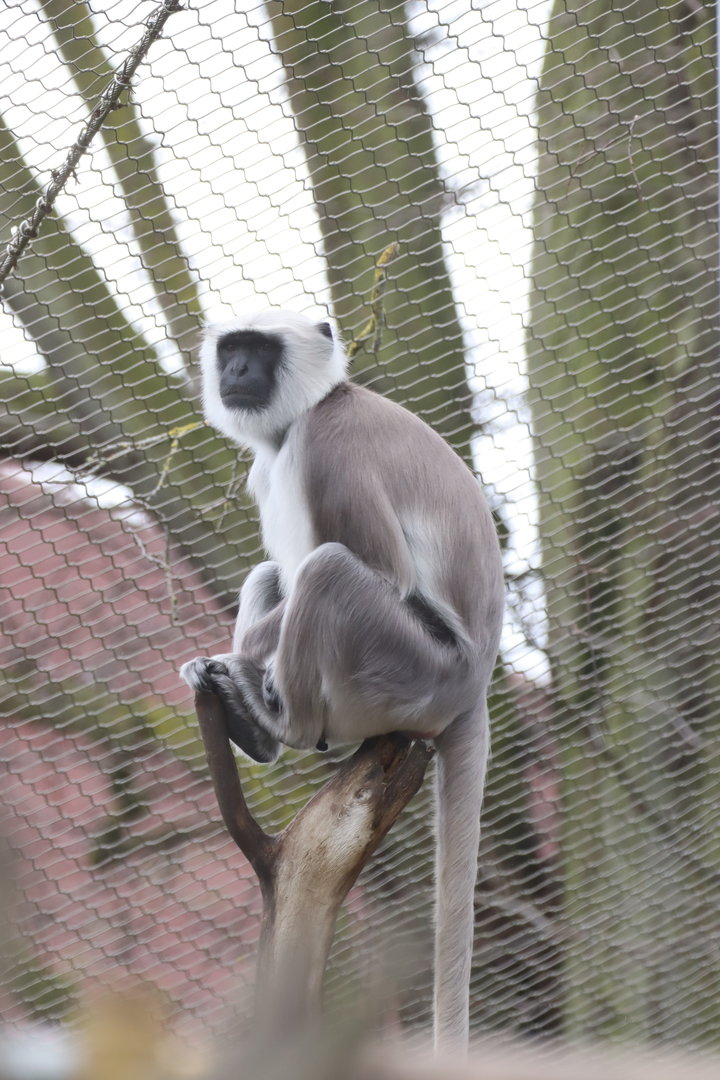 Hanuman Langur