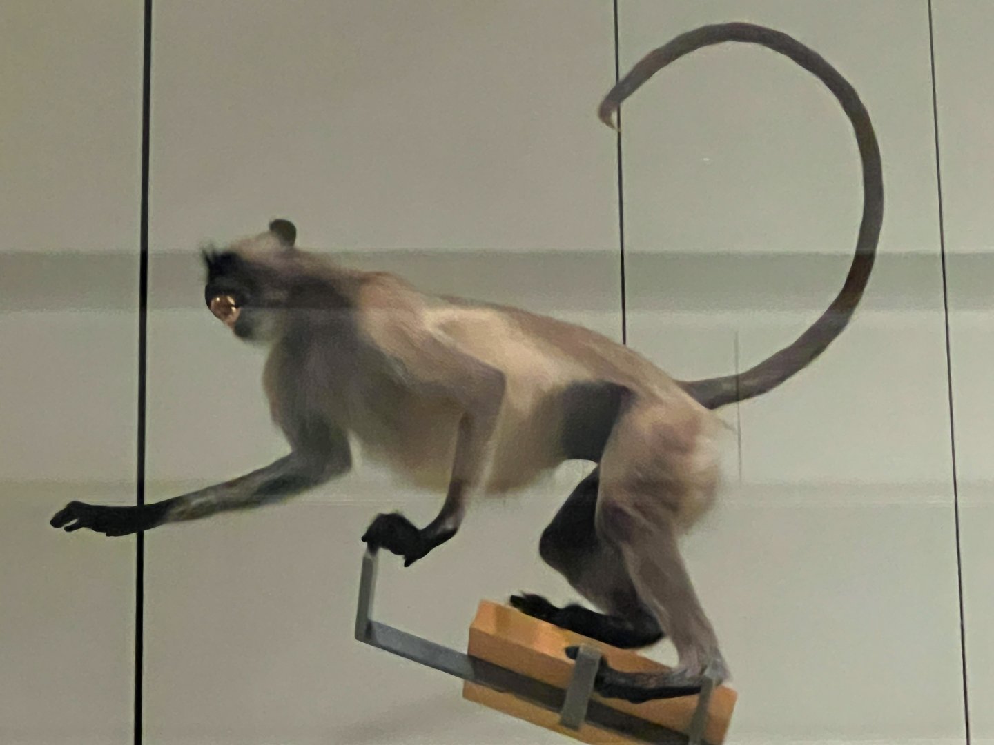 Hanuman Langur