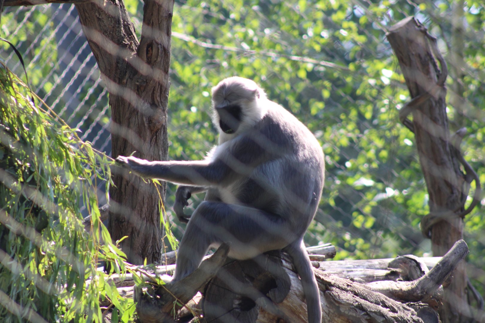 Hanuman Langur