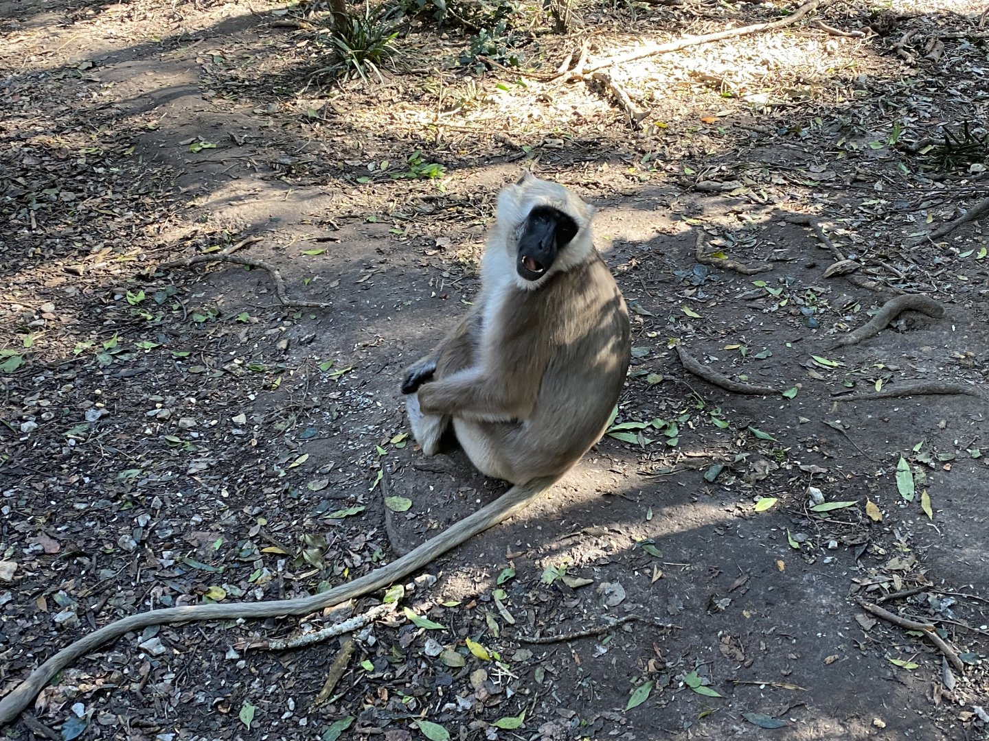 Hanuman langur