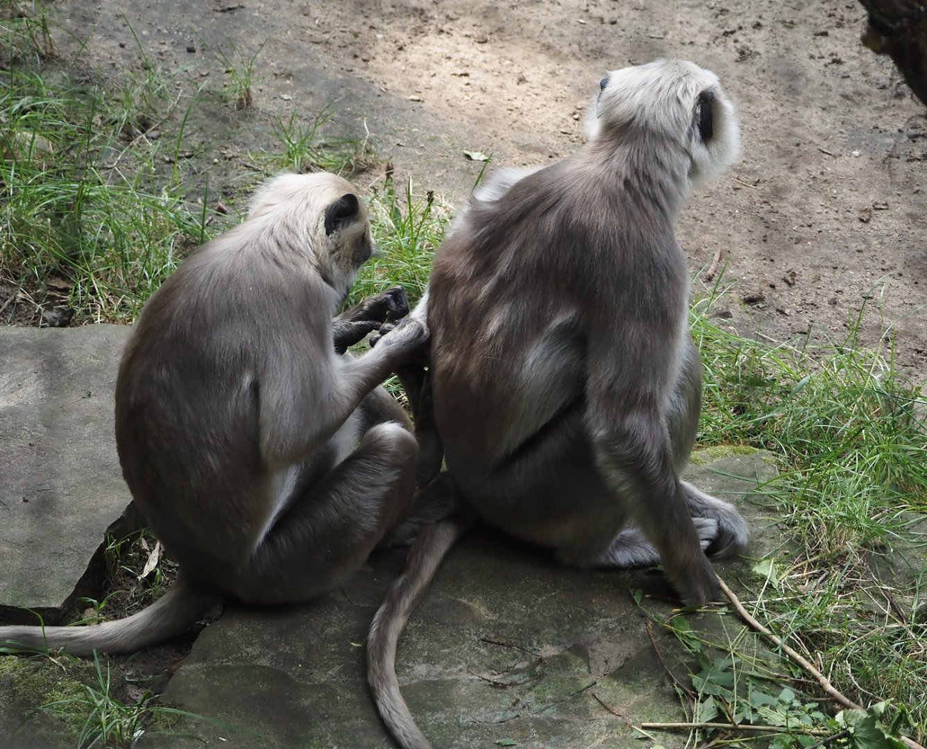 Hanuman langurs (Semnopithecus entellus), 2024-08-18