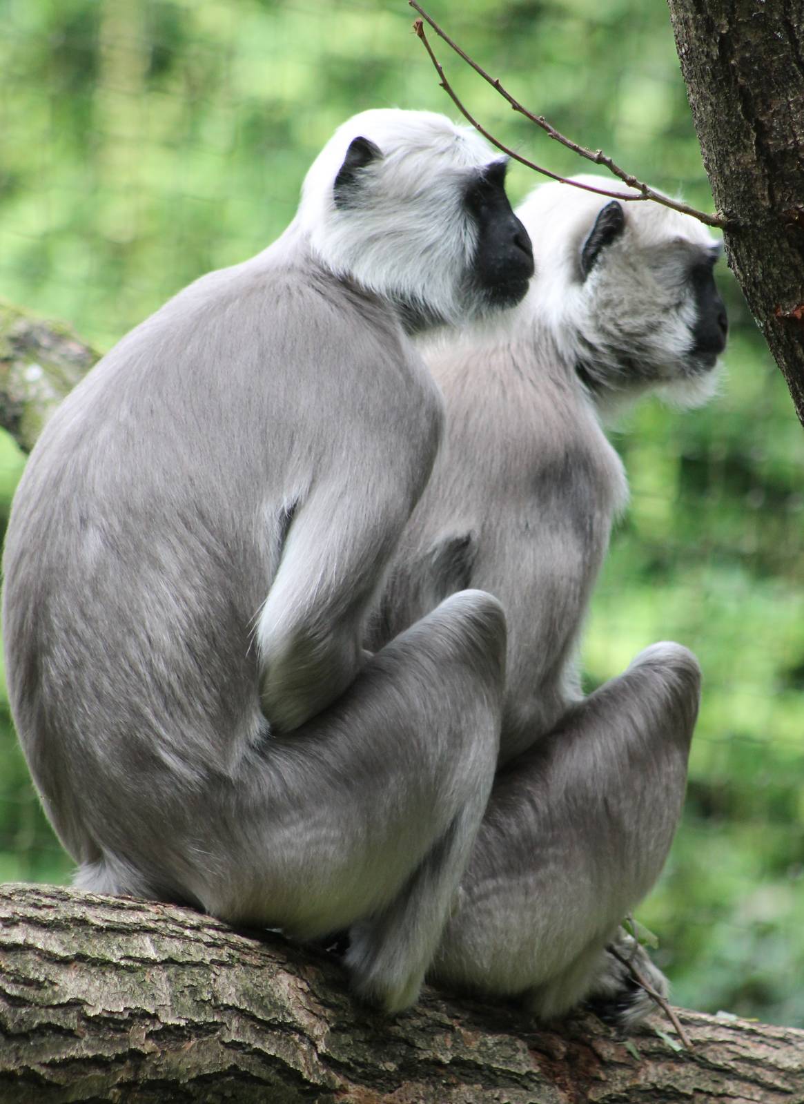 Hanuman langurs