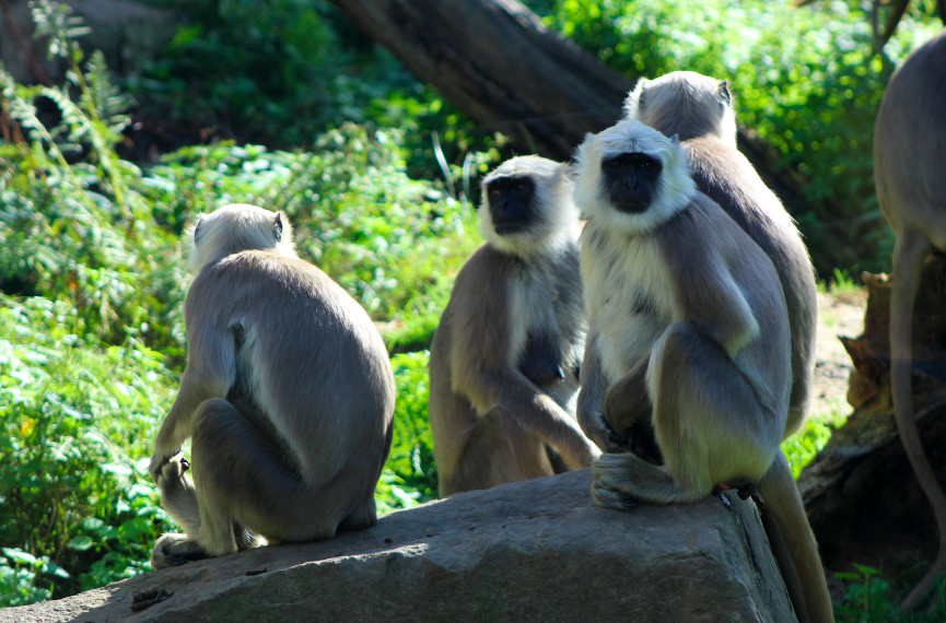 Hanuman Langurs