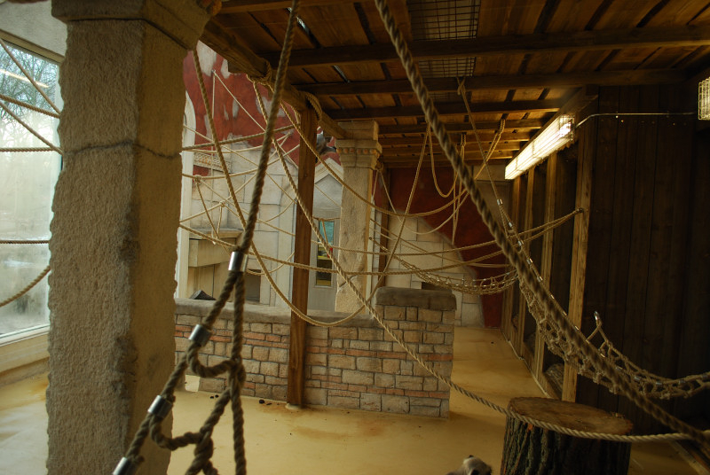 Hanumanlangur indoors