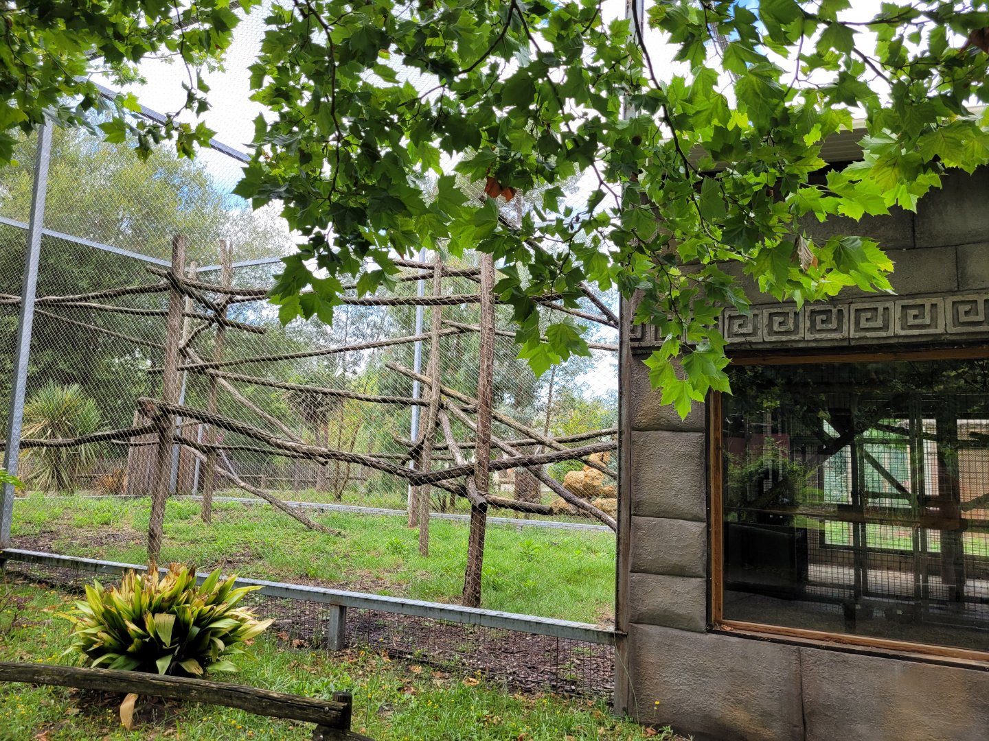 Hanuman's langur exhibit -Zoo du bassin d'Arcachon (2024)