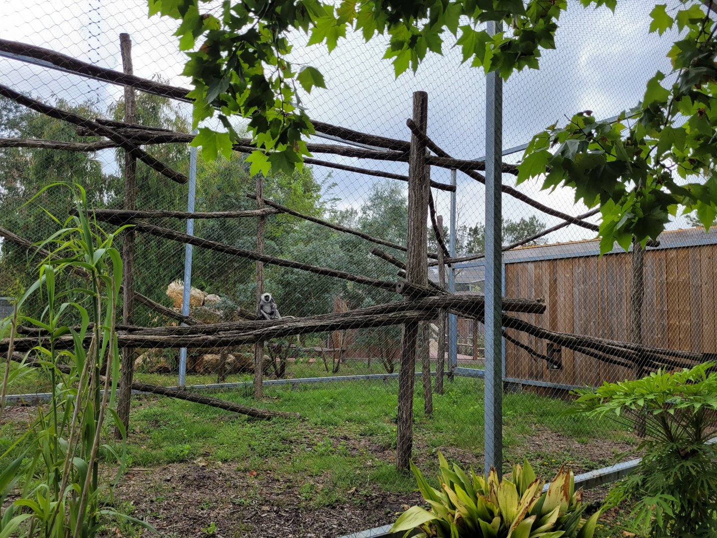 Hanuman's langur exhibit -Zoo du bassin d'Arcachon (2024)
