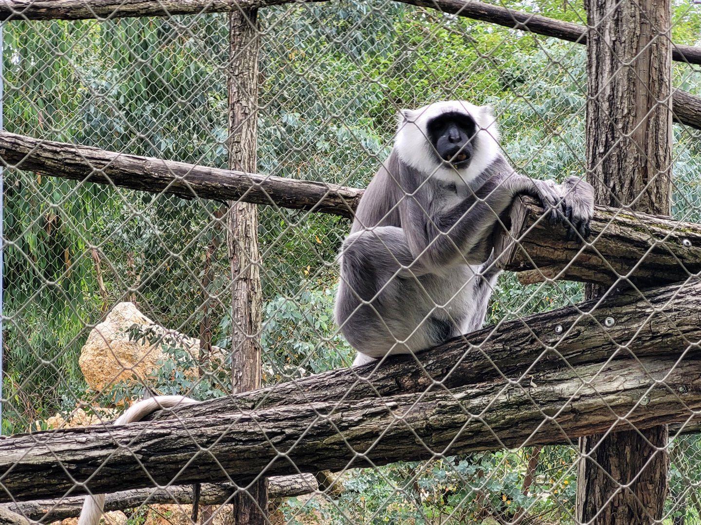 Hanuman's langur -Zoo du bassin d'Arcachon (2024)